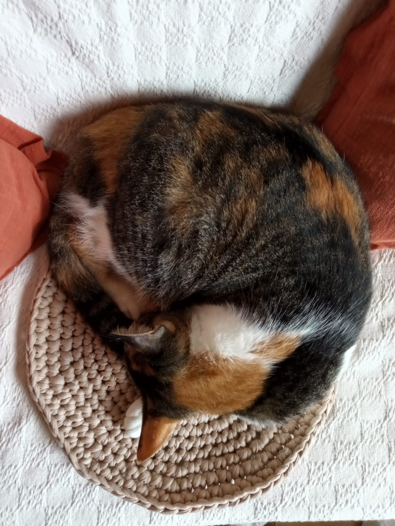 Tapete para Mascotas. Protector de Sofa o Cama. Tejido 34 cm - Rugiada